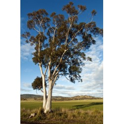 EUCALYPTUS POINTED SQUARE STAKES