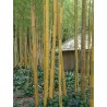 BAMBOO CANES